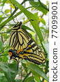來自青魚的燕尾蝶 77099001