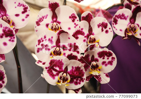 SERDANG, MALAYSIA -DECEMBER 07, 2016: Colorful tropical & exotic orchids flower in plants nursery. SERDANG, MALAYSIA -DECEMBER 07, 2016: Colorful tropical & exotic orchids flower in plants nursery. 77099073