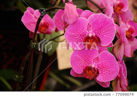 SERDANG, MALAYSIA -DECEMBER 07, 2016: Colorful tropical & exotic orchids flower in plants nursery. SERDANG, MALAYSIA -DECEMBER 07, 2016: Colorful tropical & exotic orchids flower in plants nursery. 77099074