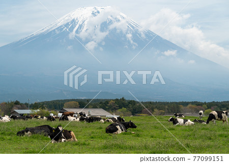 Fuji and ranch 77099151