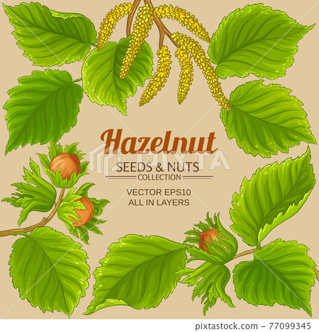 hazelnut frame on color background 77099345