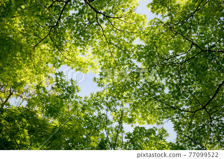 Wakamomiji fresh green curtain Wakamomiji fresh green curtain 77099522