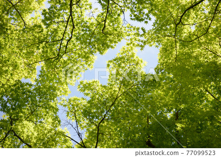 Wakamomiji fresh green curtain Wakamomiji fresh green curtain 77099523