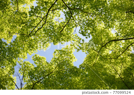 Wakamomiji fresh green curtain Wakamomiji fresh green curtain 77099524