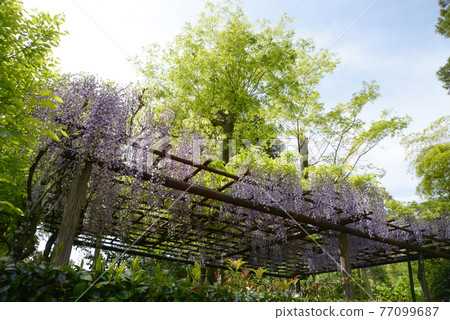 Wisteria trellis 77099687