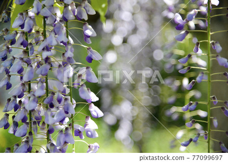 Wisteria flowers Wisteria flowers 77099697