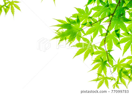 鮮綠色（Acer palmatum）・四月下旬 77099783