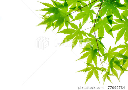 鮮綠色（Acer palmatum）・四月下旬 77099784
