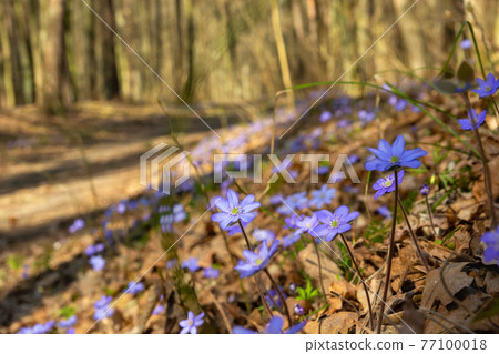 Violet common hepatica flowers growing in the spring forest, Okszow, Poland Violet common hepatica flowers growing in the spring forest, Okszow, Poland 77100018