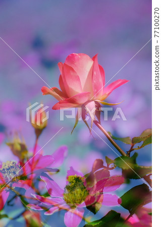 rose rose 77100270