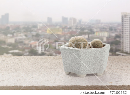 closeup mammillaria lenta cactus pot closeup mammillaria lenta cactus pot 77100382