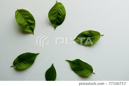 Healing young leaves Sakuranoha Healing young leaves Sakuranoha 77100757