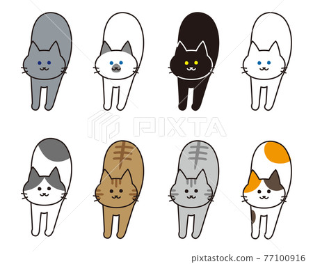 一組各種成長中的貓品種 一組各種成長中的貓品種 77100916