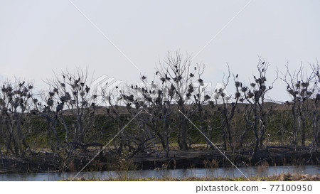 Hokkaido Yubetsu River Great Cormorant Colony 77100950