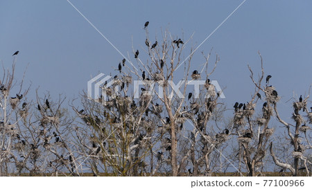 Hokkaido Okhotsk Yubetsu River Spring 77100966