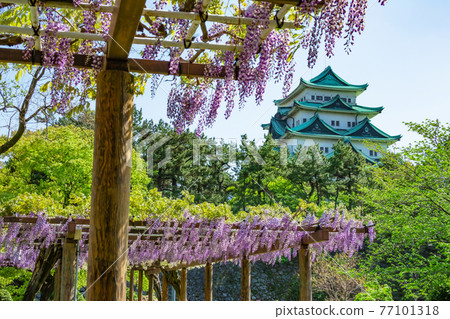 沒有盛開的金魚和紫藤花的名古屋城名城公園<愛知縣名古屋市> 沒有盛開的金魚和紫藤花的名古屋城名城公園<愛知縣名古屋市> 77101318