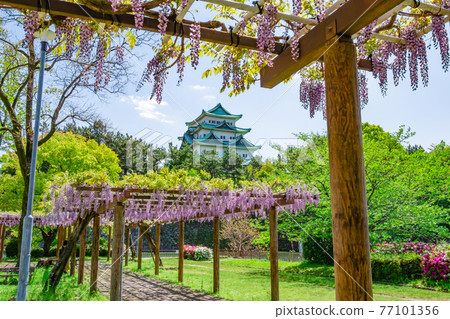 沒有盛開的金魚和紫藤花的名古屋城名城公園<愛知縣名古屋市> 沒有盛開的金魚和紫藤花的名古屋城名城公園<愛知縣名古屋市> 77101356