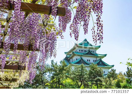沒有盛開的金魚和紫藤花的名古屋城名城公園<愛知縣名古屋市> 沒有盛開的金魚和紫藤花的名古屋城名城公園<愛知縣名古屋市> 77101357