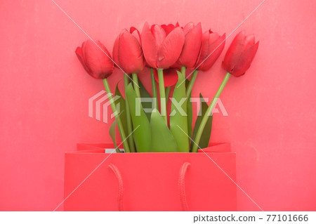 red color tulip flower in a shopping bag on red background with copy space red color tulip flower in a shopping bag on red background with copy space 77101666