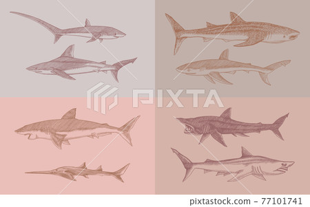 Sharks set.Great white shark, Sixgill sawshark. Basking Sand Tiger Hammerhead Thresher Atlantic Bull 77101741