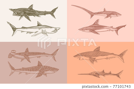 Sharks set.Great white shark, Sixgill sawshark. Basking Sand Tiger Hammerhead Thresher Atlantic Bull Sharks set.Great white shark, Sixgill sawshark. Basking Sand Tiger Hammerhead Thresher Atlantic Bull 77101743