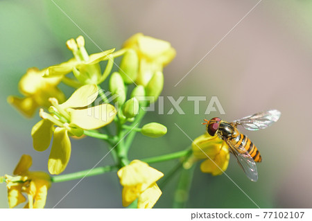 Marmalade hoverfly Hoverfly Marmalade hoverfly Hoverfly 77102107