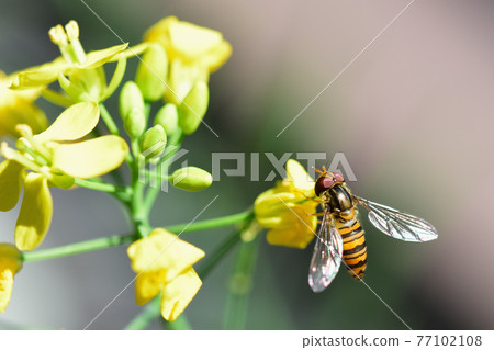 Marmalade hoverfly Hoverfly Marmalade hoverfly Hoverfly 77102108