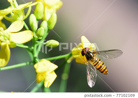 Marmalade hoverfly Hoverfly 77102109