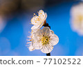 Plum blossom  77102522