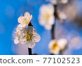 Plum blossom  77102523