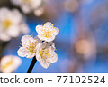 Plum blossom  77102524