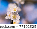 Plum blossom  77102525