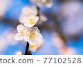 Plum blossom  77102528