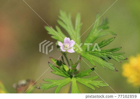 美洲天竺葵 (American Geranium) 春夏花 美洲天竺葵 (American Geranium) 春夏花 77102859
