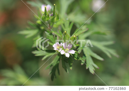 美洲天竺葵 (American Geranium) 春夏花 美洲天竺葵 (American Geranium) 春夏花 77102860