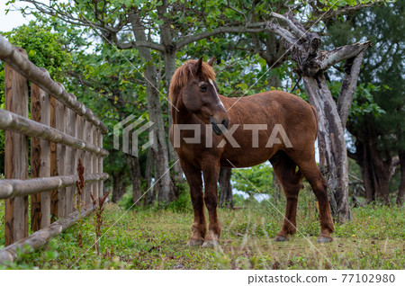 Horses grazing Horses grazing 77102980