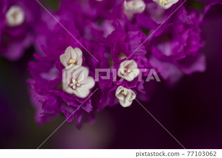 這是一張紫色長焦的特寫照片,學名是Limonium sinuatum。 這是一張紫色長焦的特寫照片,學名是Limonium sinuatum。 77103062