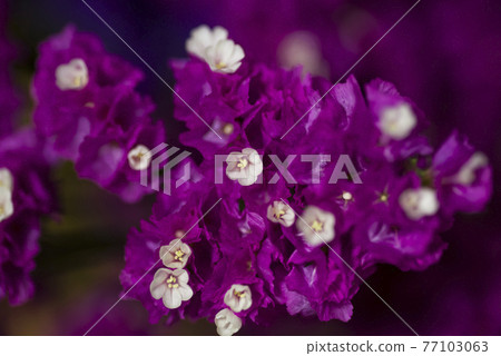 It is a close-up photograph of purple statice. The scientific name is Limonium sinuatum. It is a close-up photograph of purple statice. The scientific name is Limonium sinuatum. 77103063