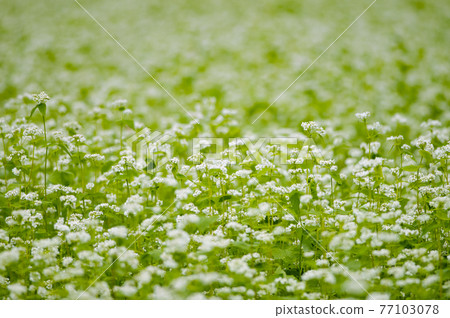 Buckwheat field Buckwheat field 77103078