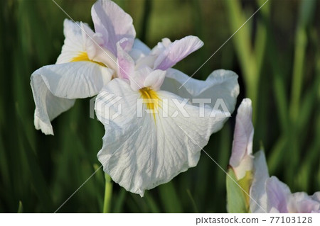 Large flowers that proudly bloom near the buds 77103128