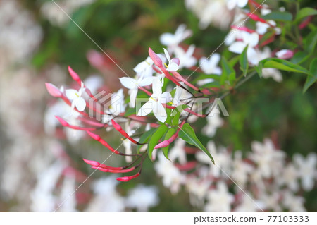 Hagoromo Jasmine (Hagoromo Jasmine) flowers Hagoromo Jasmine (Hagoromo Jasmine) flowers 77103333