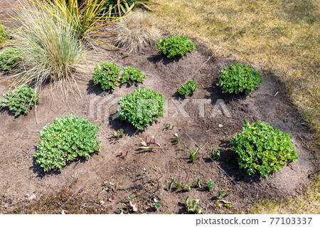 Beautilful ornamental garden with young green sedum spectabile, snowy stonecrop or ice plant (Hylotelephium spectabile) growing in flowerbed. Home backyard botanical decoration and gardening concept Beautilful ornamental garden with young green sedum spectabile, snowy stonecrop or ice plant (Hylotelephium spectabile) growing in flowerbed. Home backyard botanical decoration and gardening concept 77103337