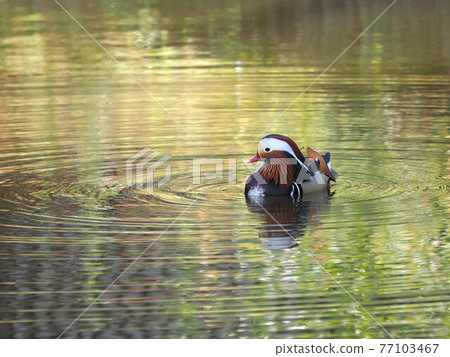 Mandarin duck male in a small pond 77103467