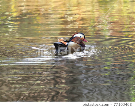 Mandarin duck male in a small pond 77103468