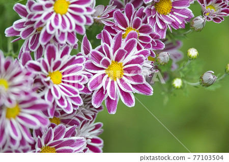 早菊 早菊 77103504
