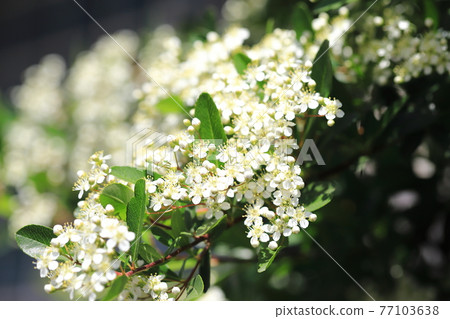 Pyracantha (Pyracanthus) flowers 77103638