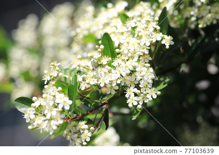 Pyracantha (Pyracanthus) flowers Pyracantha (Pyracanthus) flowers 77103639