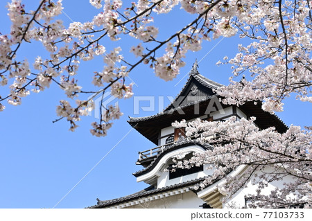 犬山城的天守閣和櫻花 77103733