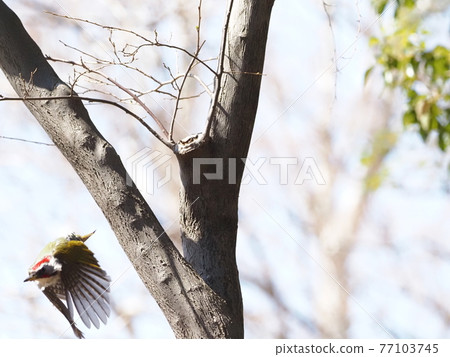 日本綠色啄木鳥的飛行 日本綠色啄木鳥的飛行 77103745