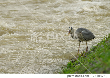 Gray heron catching fish in a flooded river 77103760